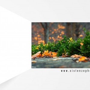 Természetfotózás ősszel